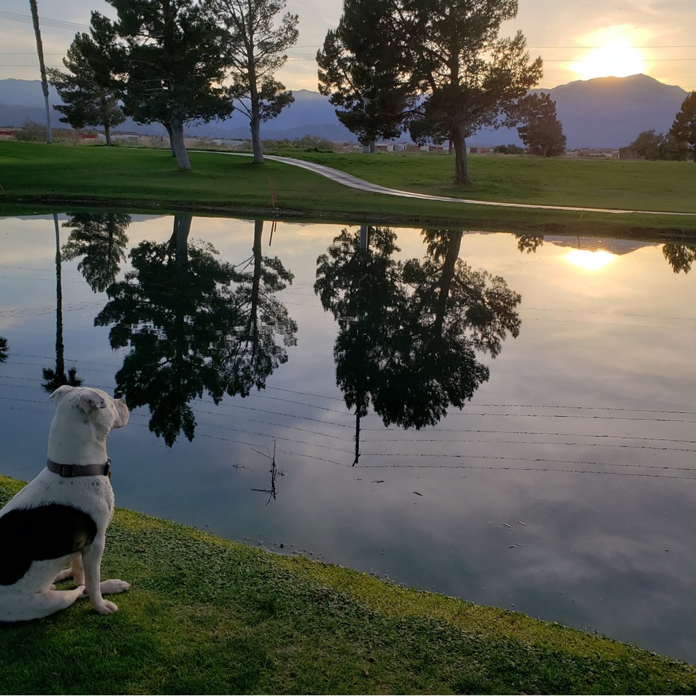 Meet your Posher, Sharon (and her dog, Trip aka TripleDouble) 💕